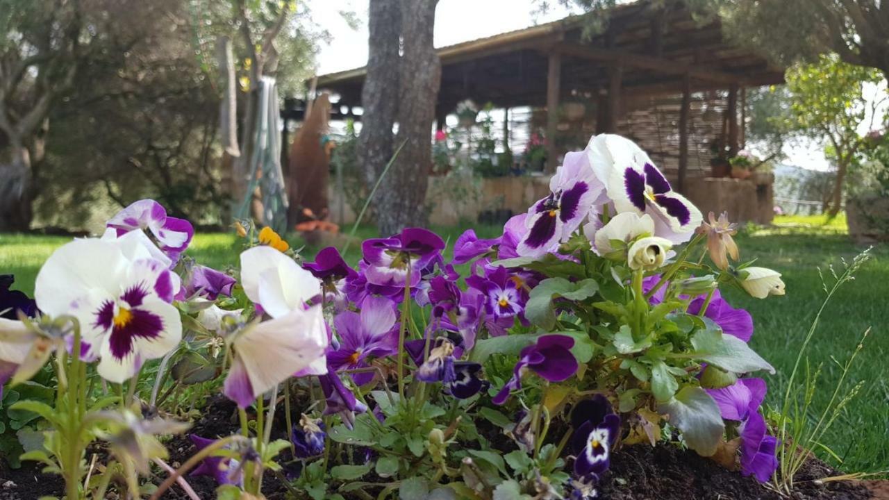 Agriturismo Sa E Padedda Mores المظهر الخارجي الصورة